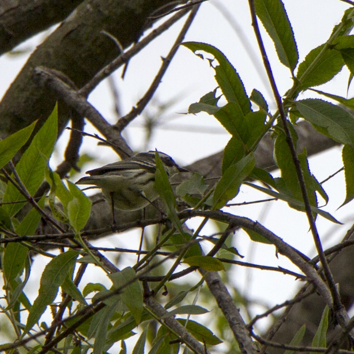 Black-throated Gray Warbler - ML634774507