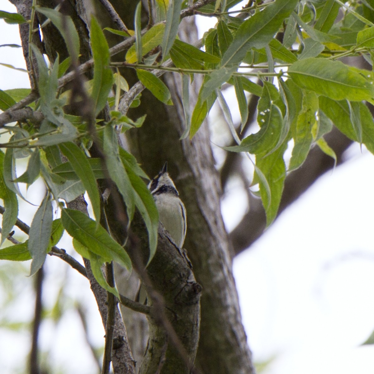 Black-throated Gray Warbler - ML634774508