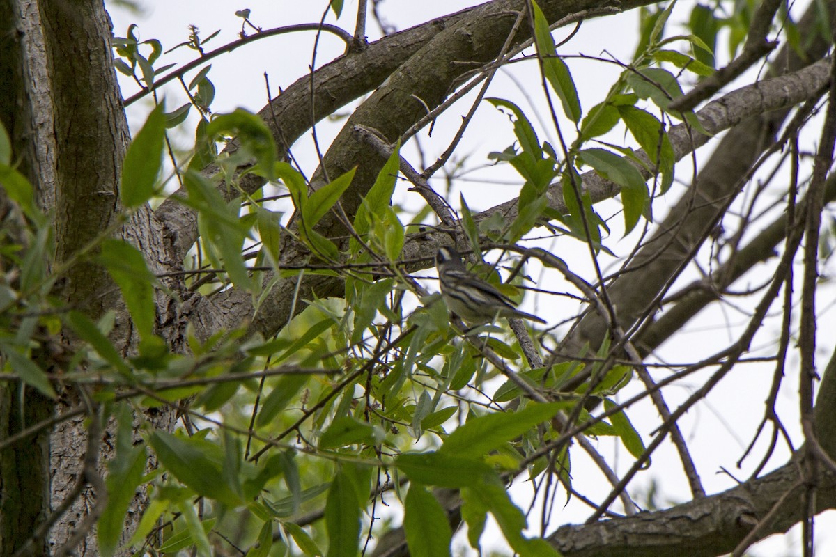 Black-throated Gray Warbler - ML634774509