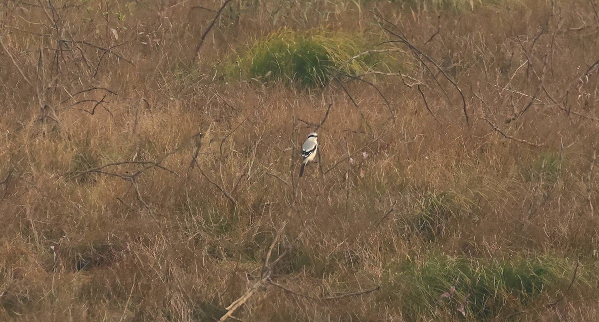 Chinese Gray Shrike - ML634774511