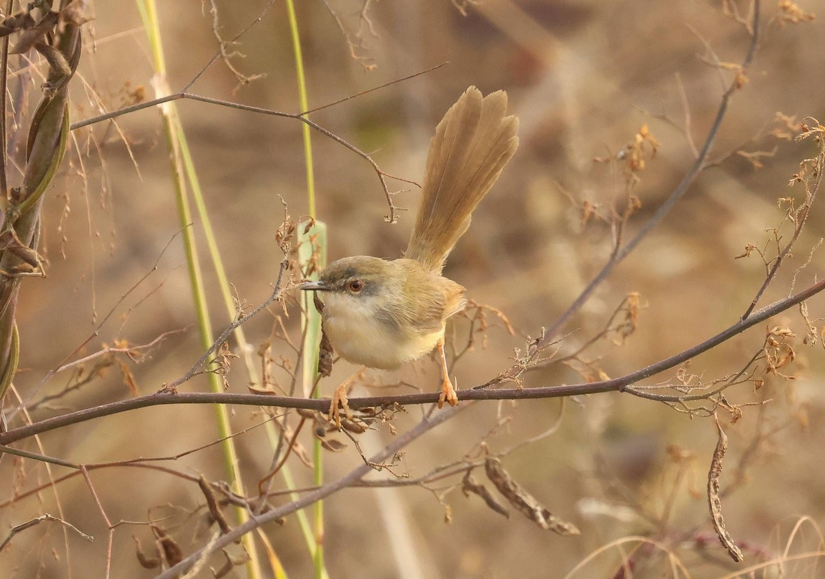 Yellow-bellied Prinia - ML634774513