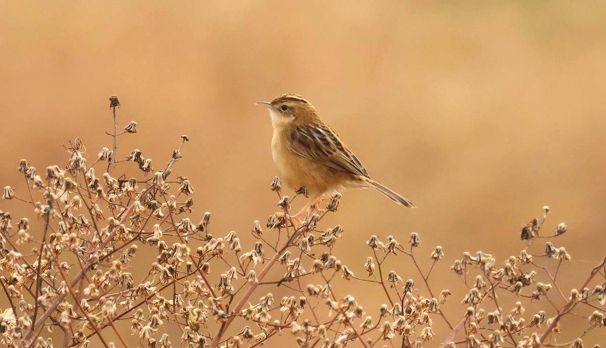 Zitting Cisticola - ML634774519