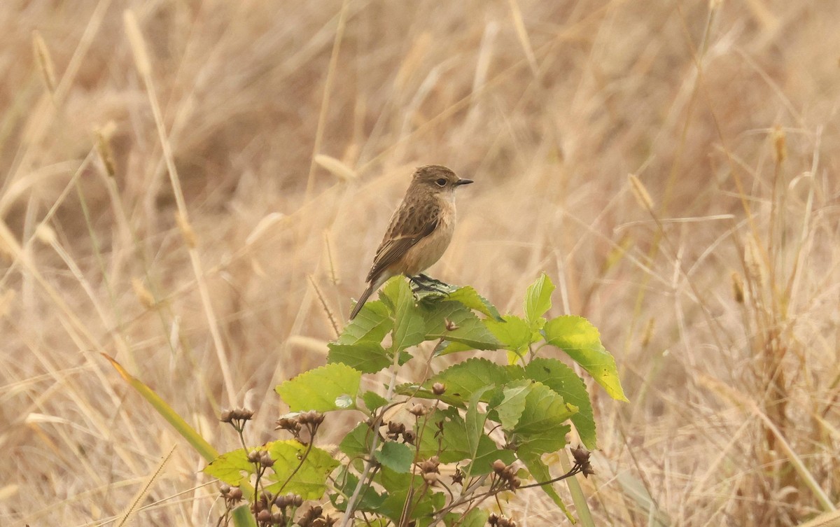 Amur Stonechat - ML634774526