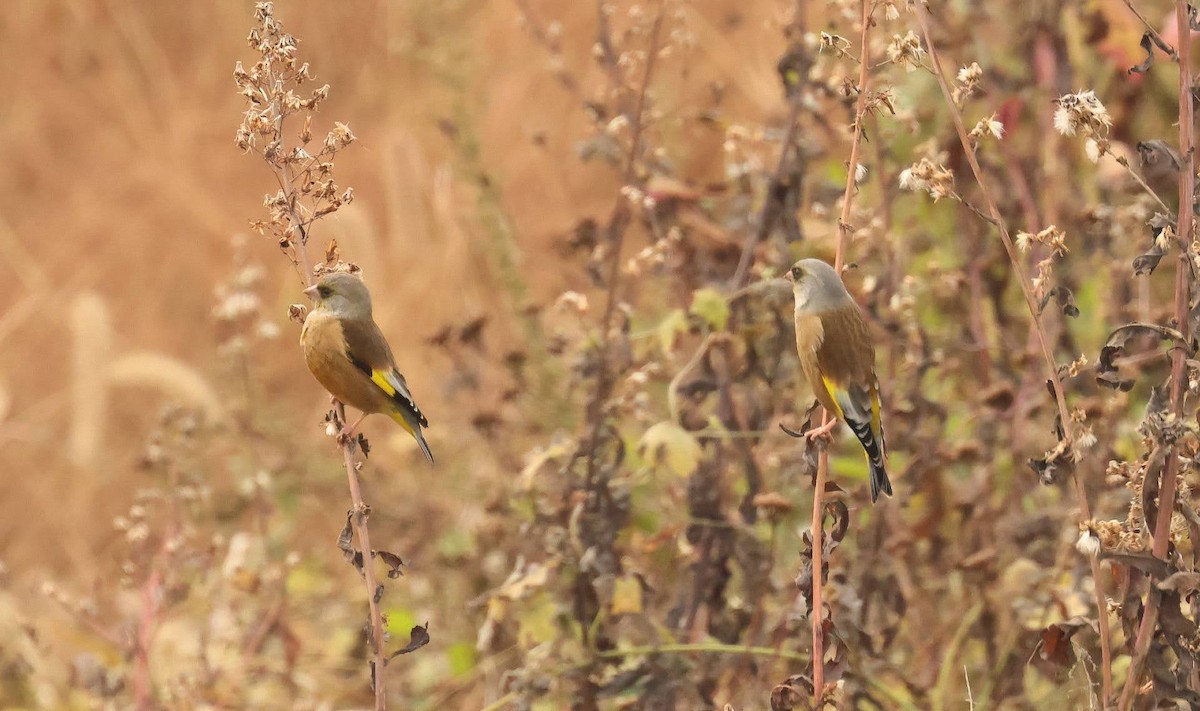 Oriental Greenfinch - ML634774532