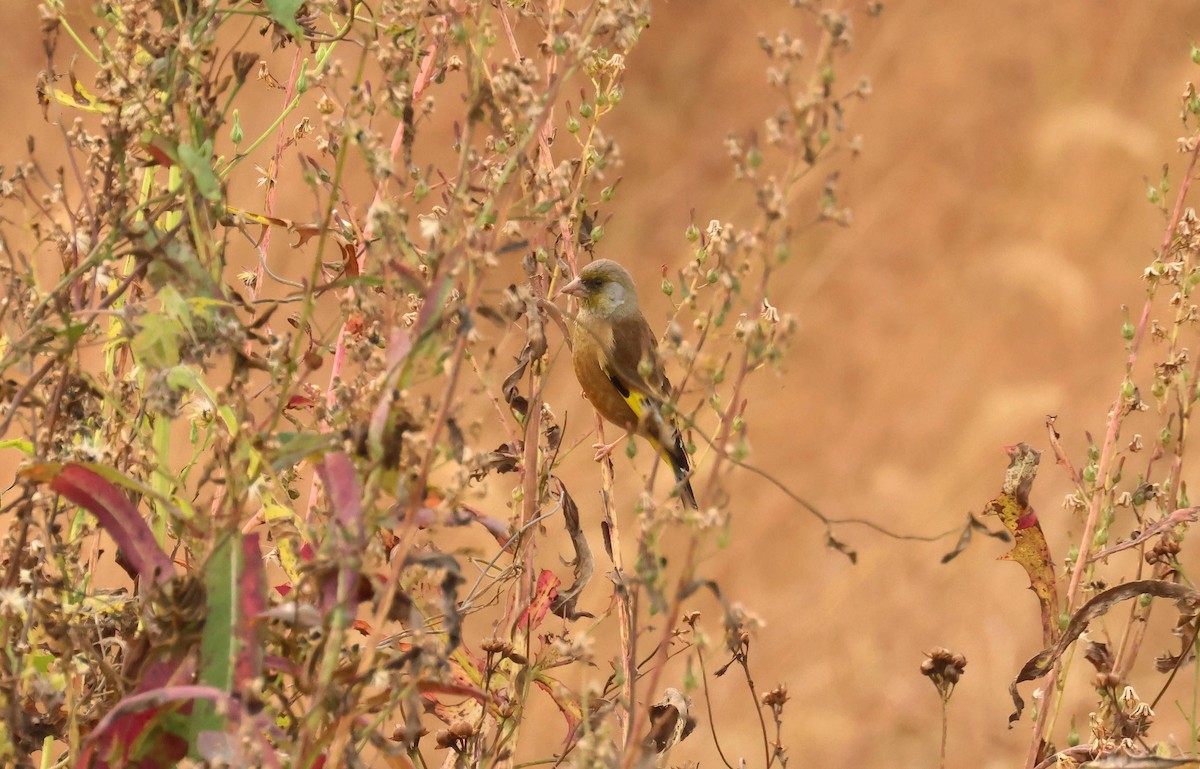 Oriental Greenfinch - ML634774533