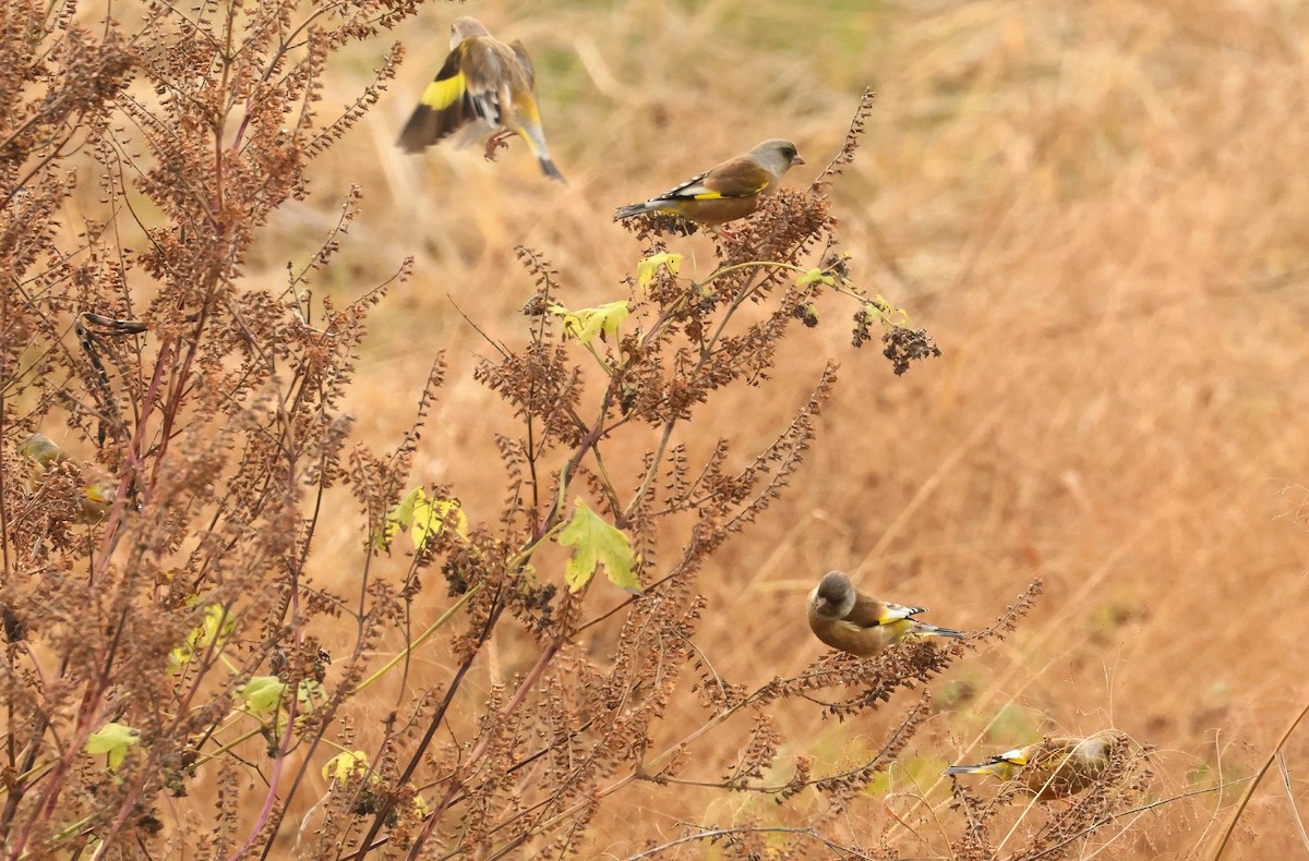 Oriental Greenfinch - ML634774534