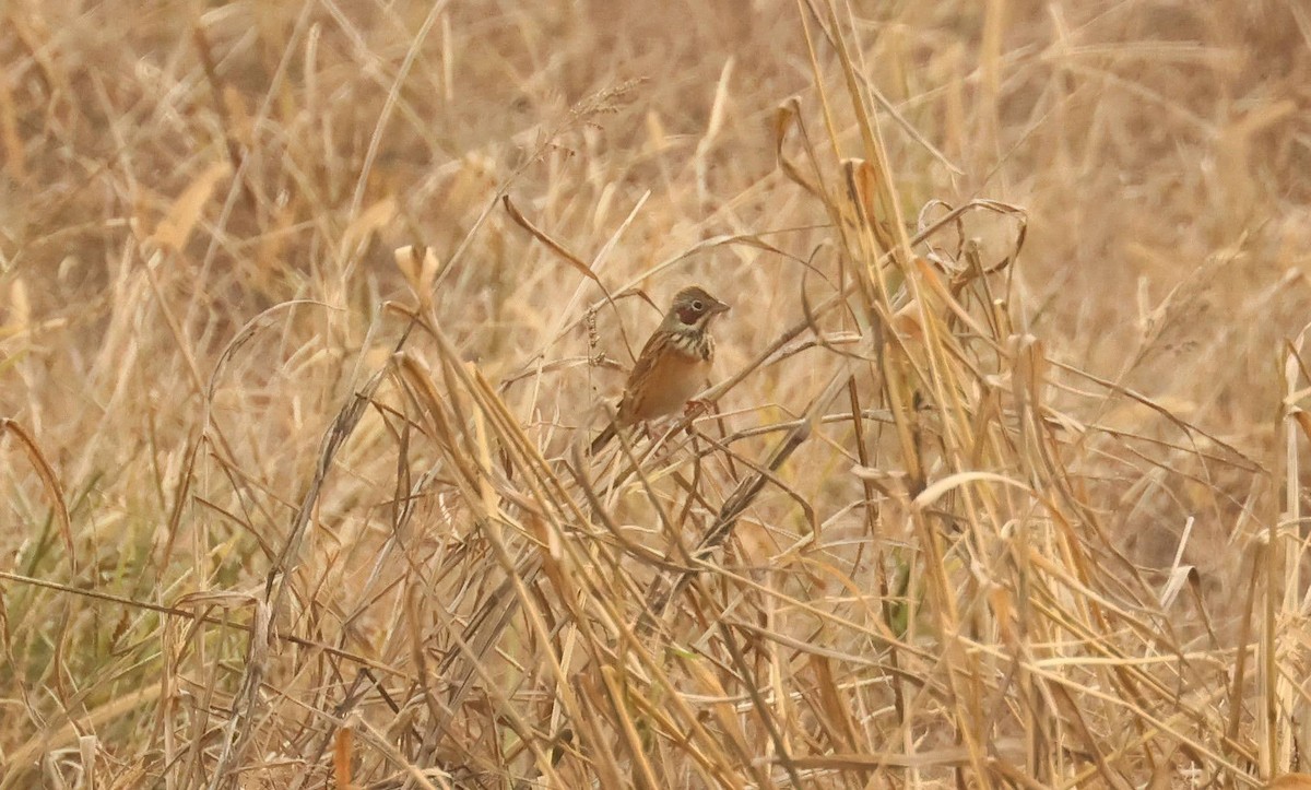 Chestnut-eared Bunting - ML634774537