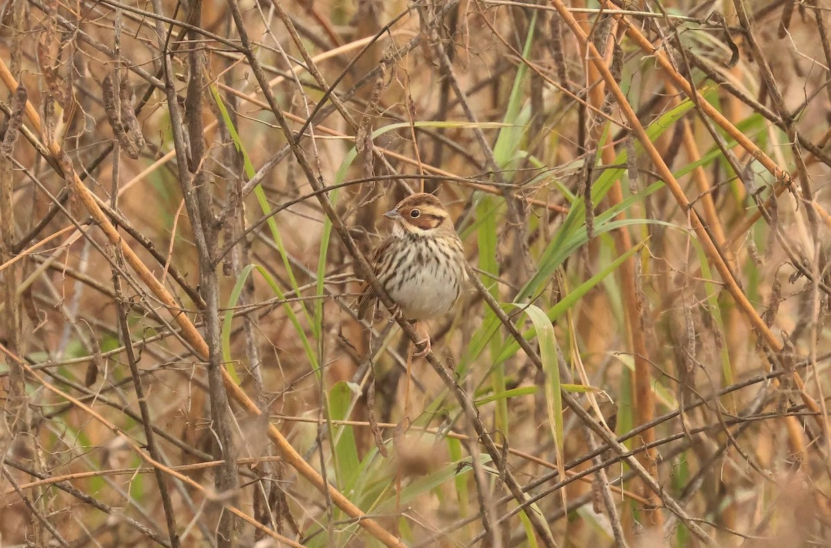 Little Bunting - ML634774541
