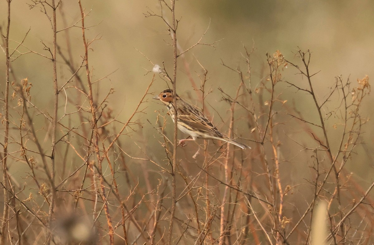 Little Bunting - ML634774542