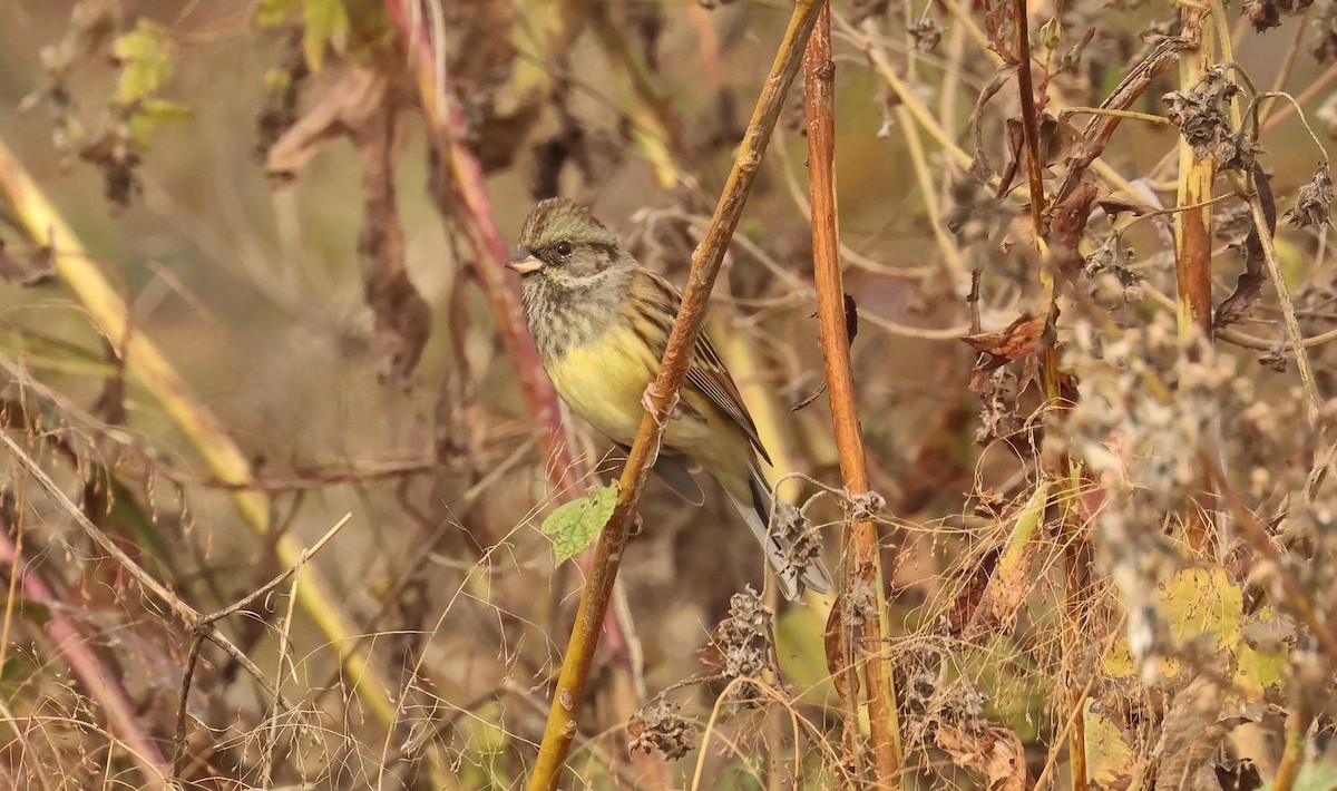 Black-faced Bunting - ML634774546