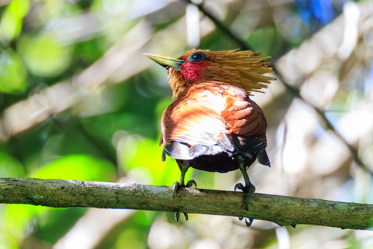 Chestnut-colored Woodpecker - ML634774639