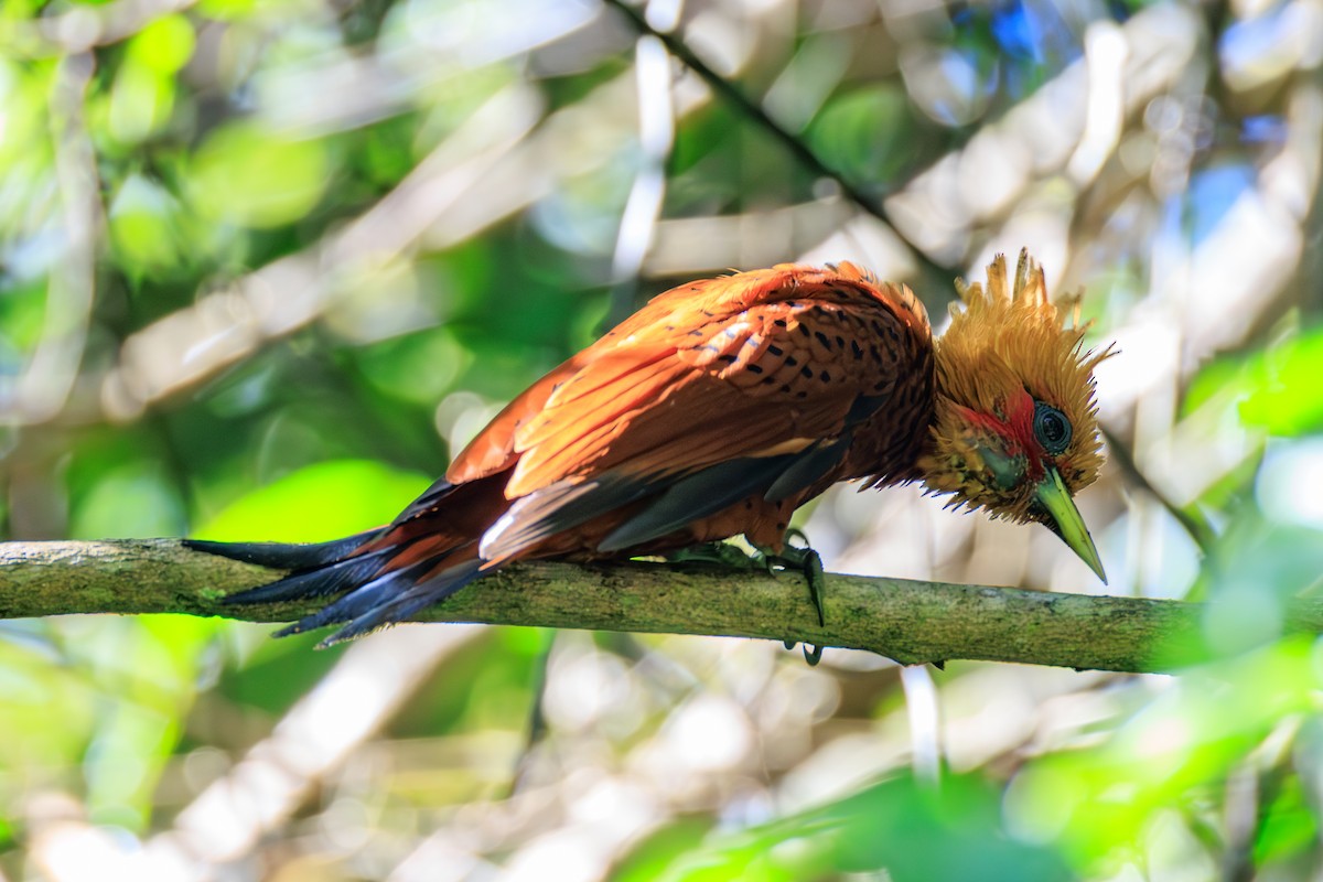 Chestnut-colored Woodpecker - ML634774640