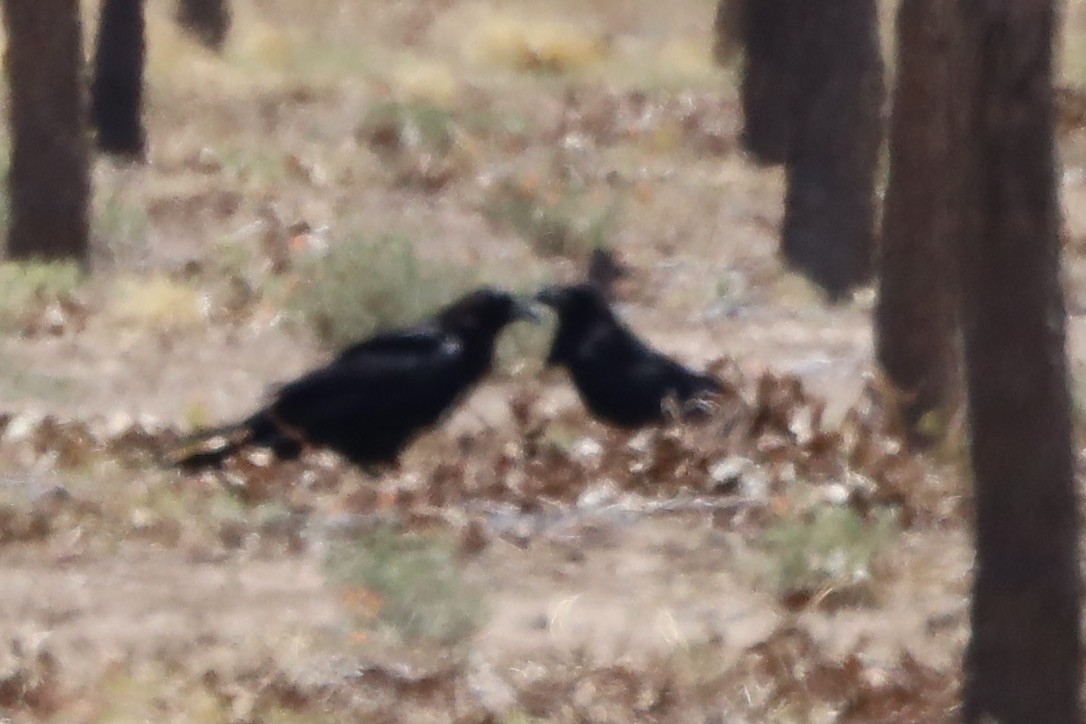 Corbeau à cou blanc - ML634774717