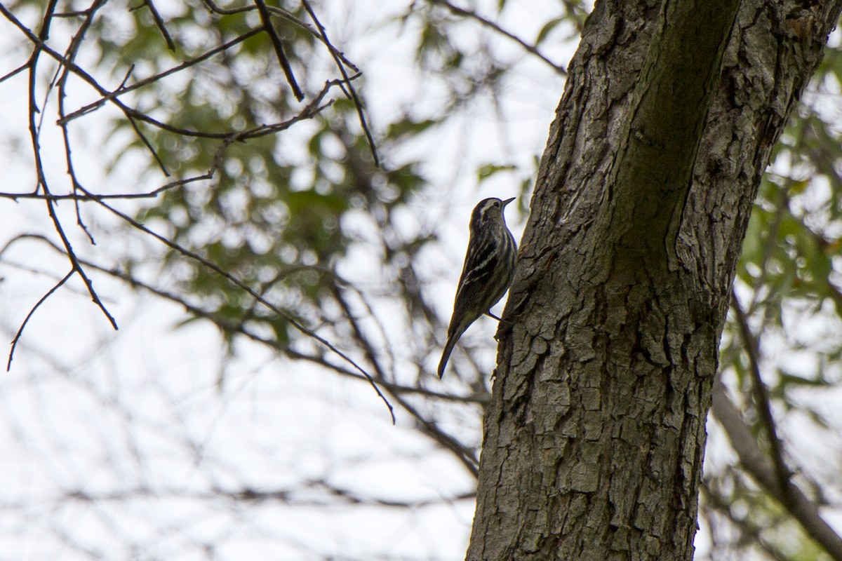 Black-and-white Warbler - ML634774757