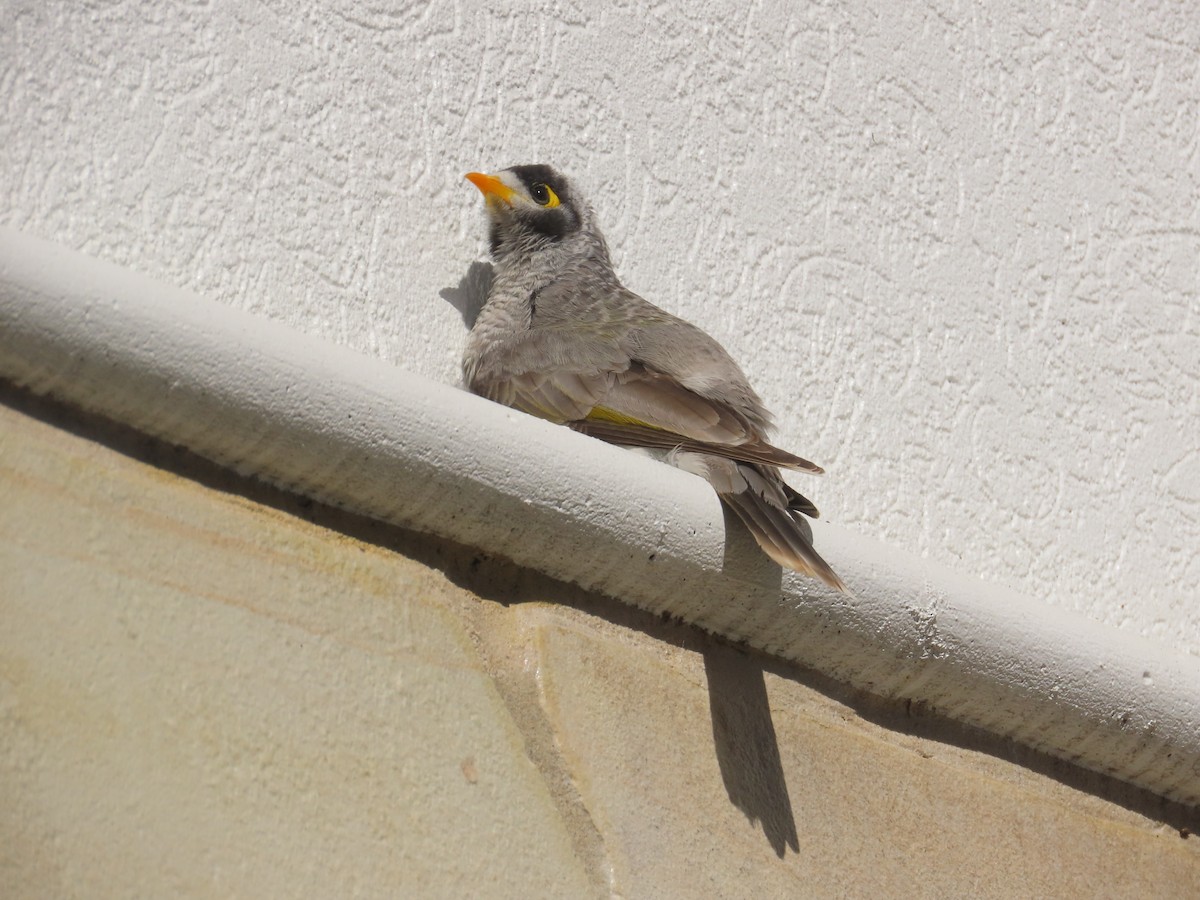Noisy Miner - ML634774802