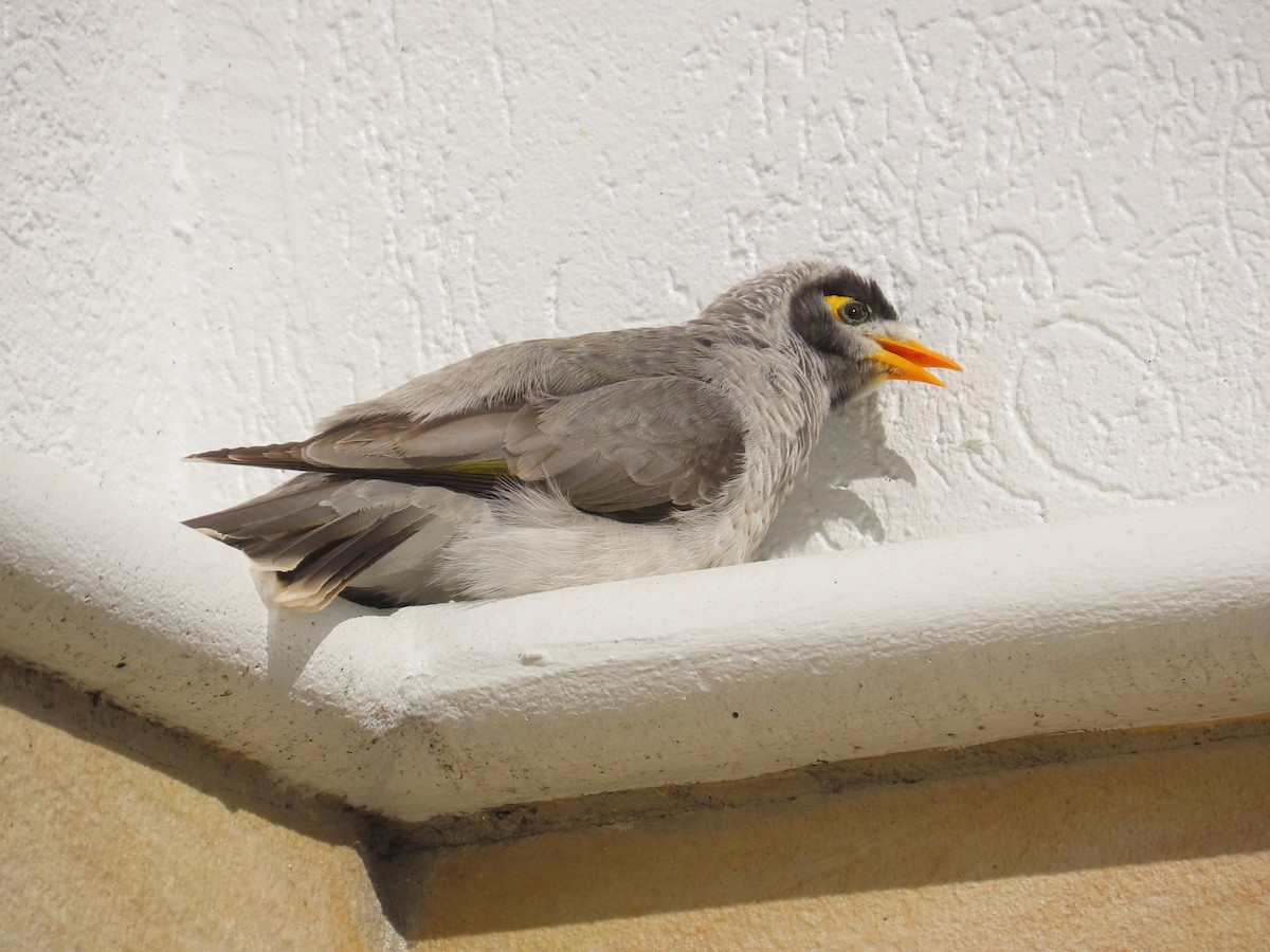 Noisy Miner - ML634774803