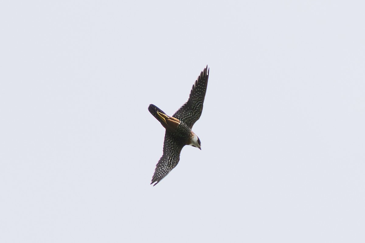 Orange-breasted Falcon - ML634774891