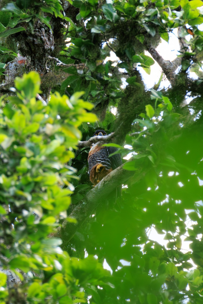 Orange-breasted Falcon - ML634774892