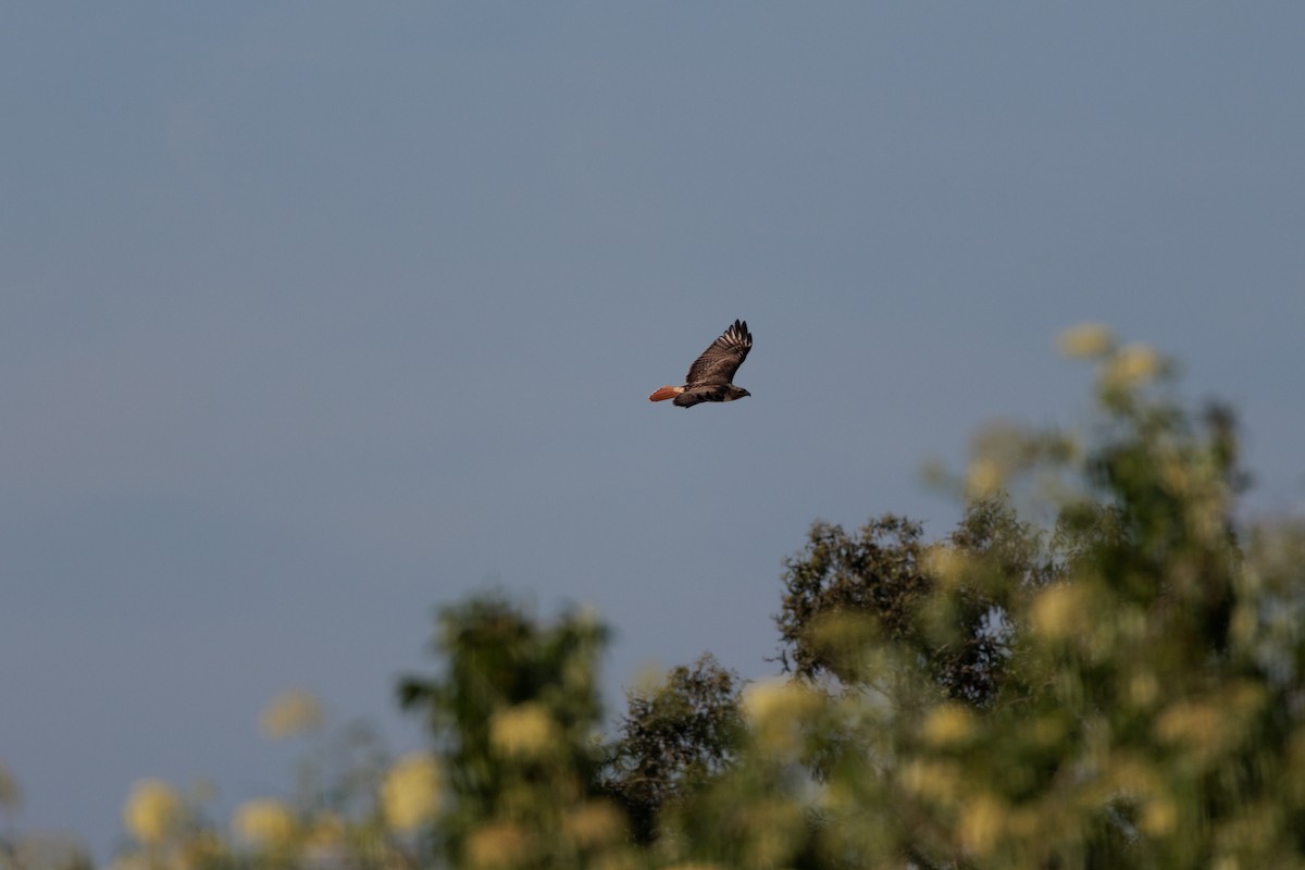 Red-tailed Hawk - ML634774934