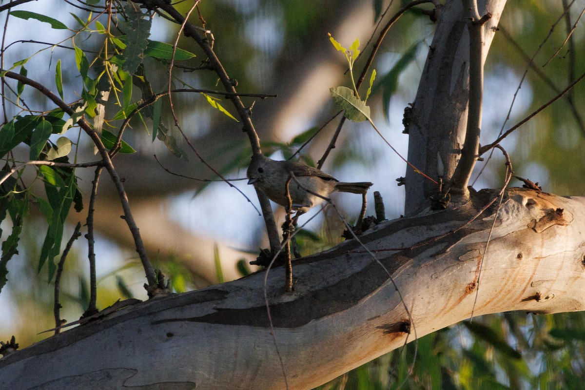 Oak Titmouse - ML634774935