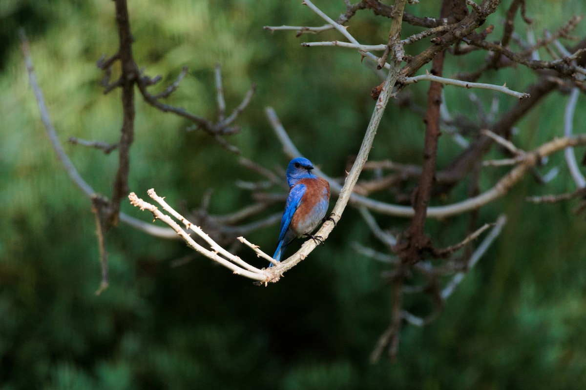 Western Bluebird - ML634774939
