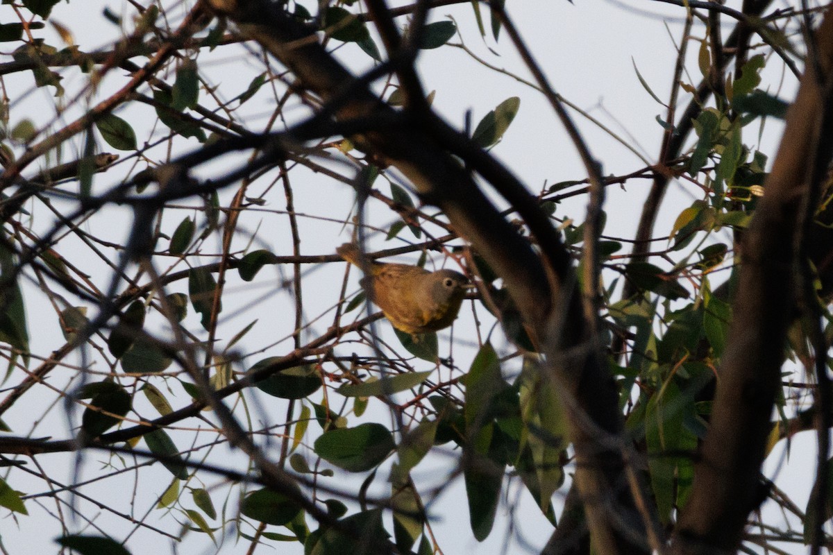 Nashville Warbler - ML634774941