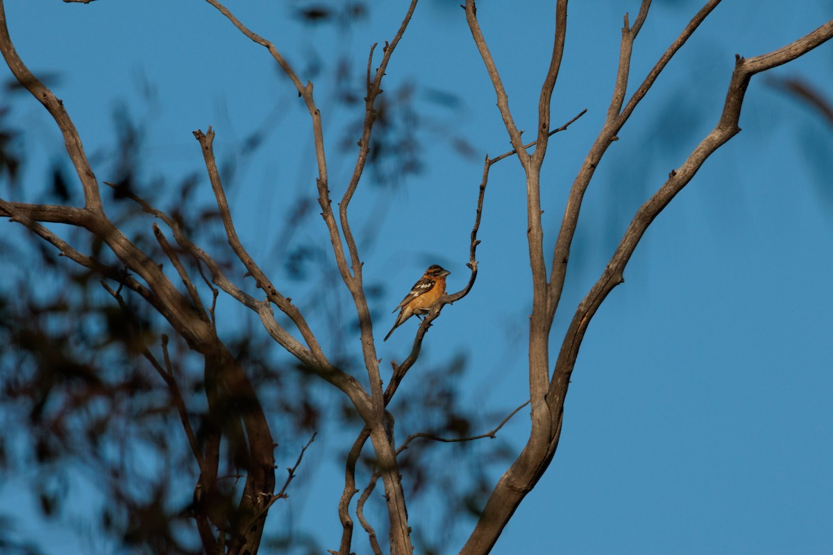 Black-headed Grosbeak - ML634774945