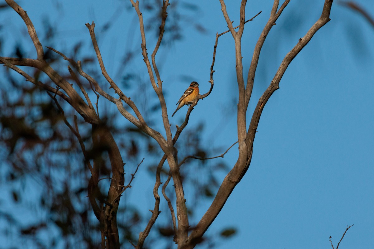 Black-headed Grosbeak - ML634774946