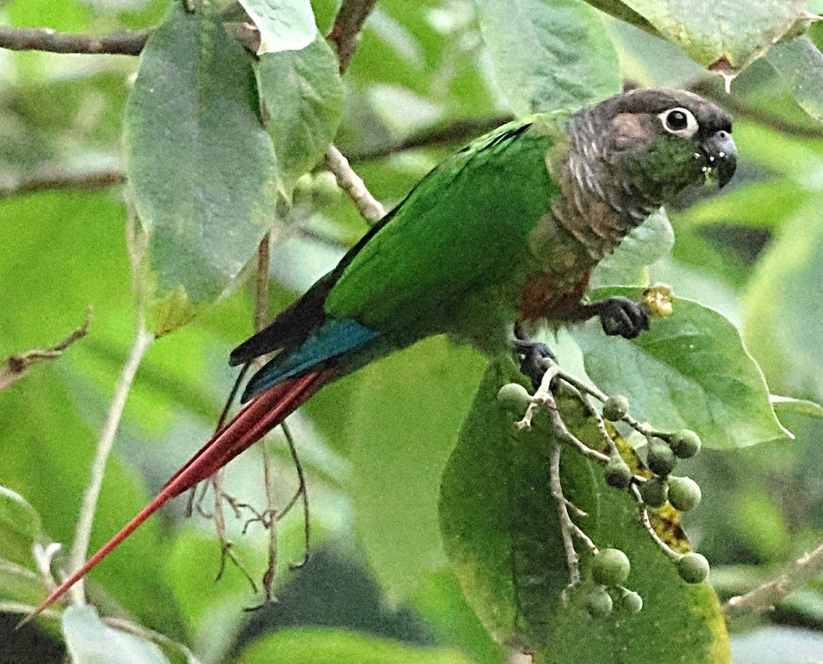 Green-cheeked Parakeet - ML634774949
