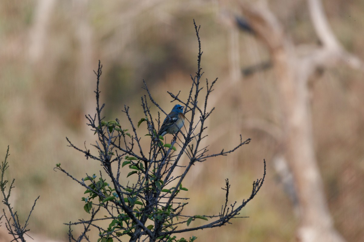 Lazuli Bunting - ML634774954
