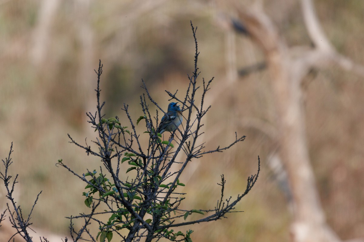 Lazuli Bunting - ML634774955