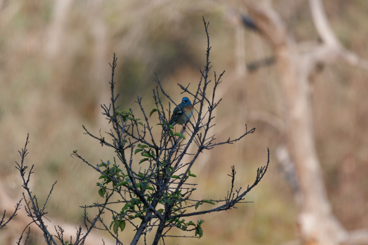 Lazuli Bunting - ML634774956