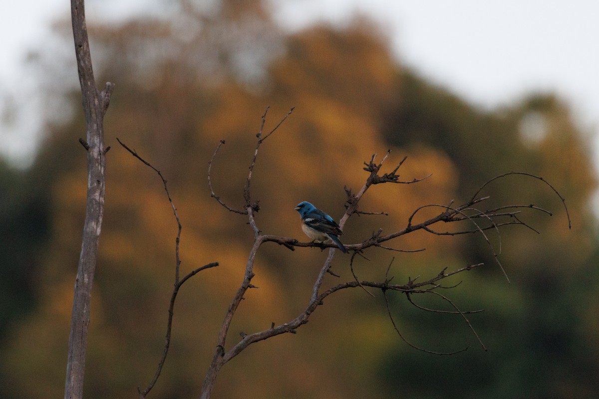Lazuli Bunting - ML634774957