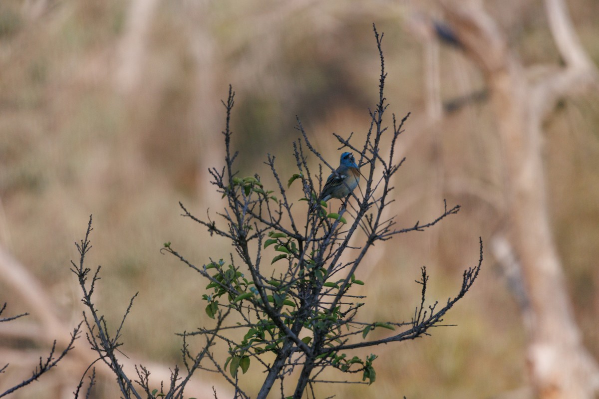 Lazuli Bunting - ML634774958