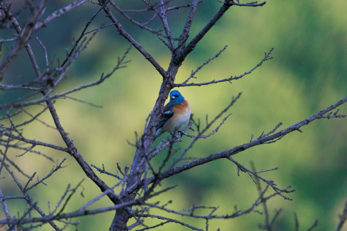 Lazuli Bunting - ML634774959