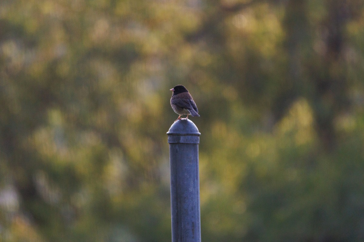 Dark-eyed Junco - ML634774960