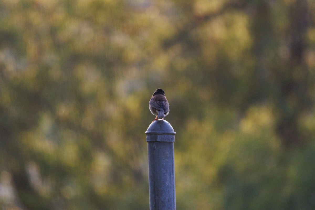 Dark-eyed Junco - ML634774961