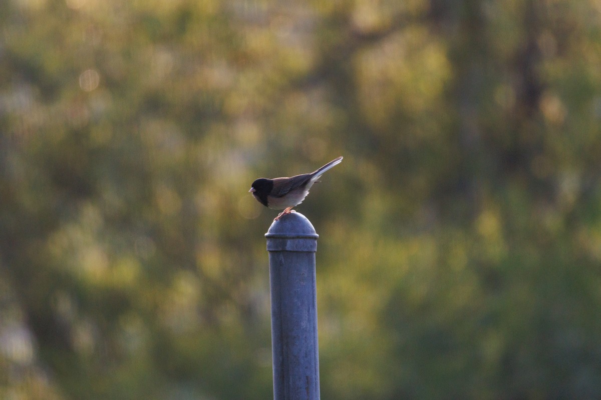 Dark-eyed Junco - ML634774962