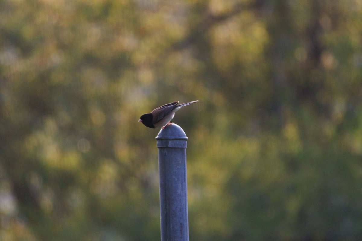 Dark-eyed Junco - ML634774963