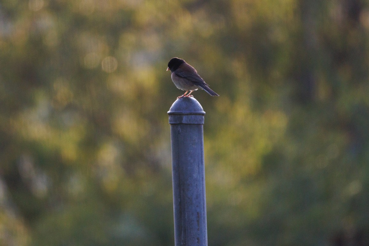 Dark-eyed Junco - ML634774964