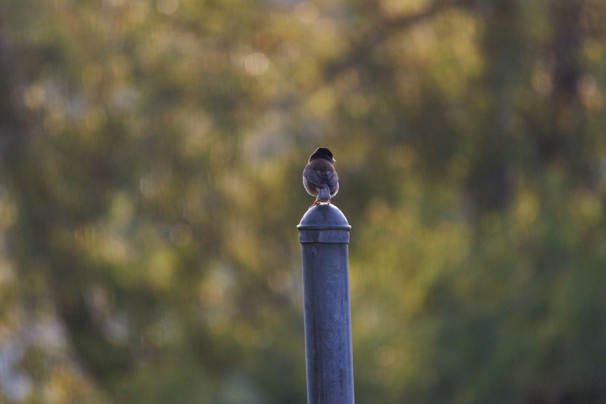 Dark-eyed Junco - ML634774965