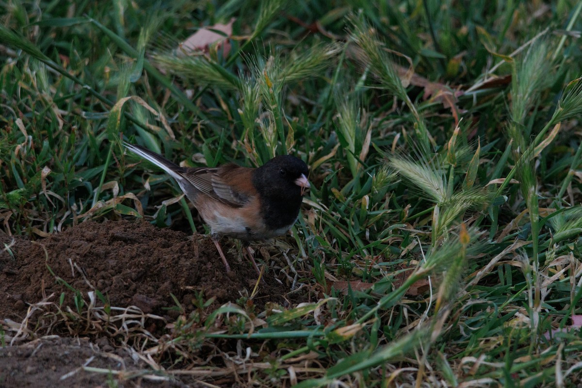 Dark-eyed Junco - ML634774966