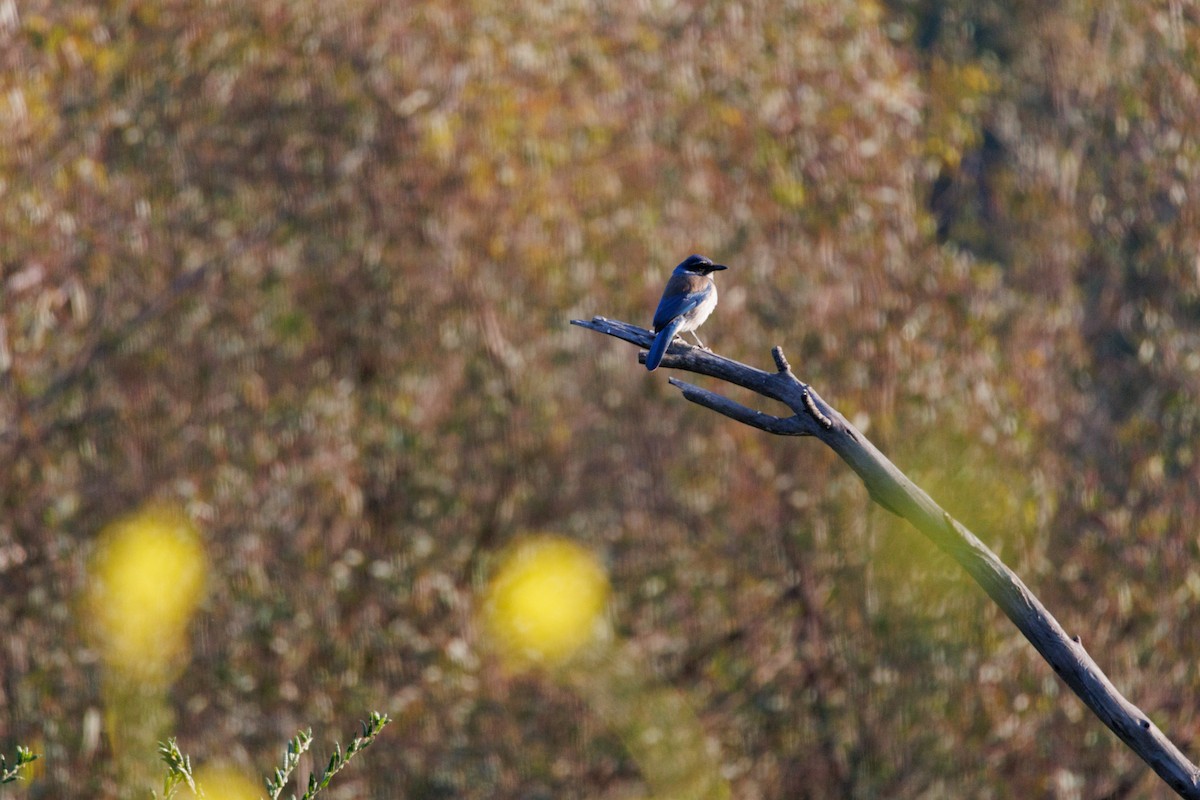California Scrub-Jay - ML634774971