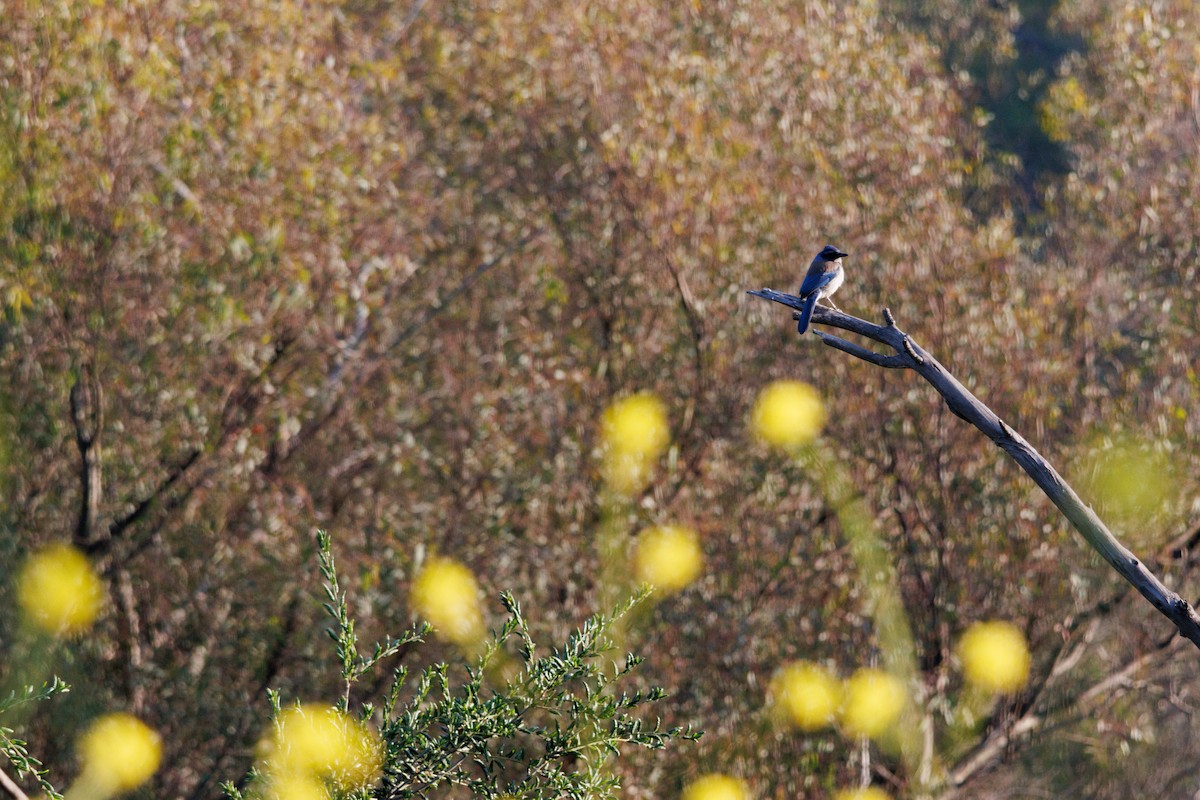 California Scrub-Jay - ML634774972