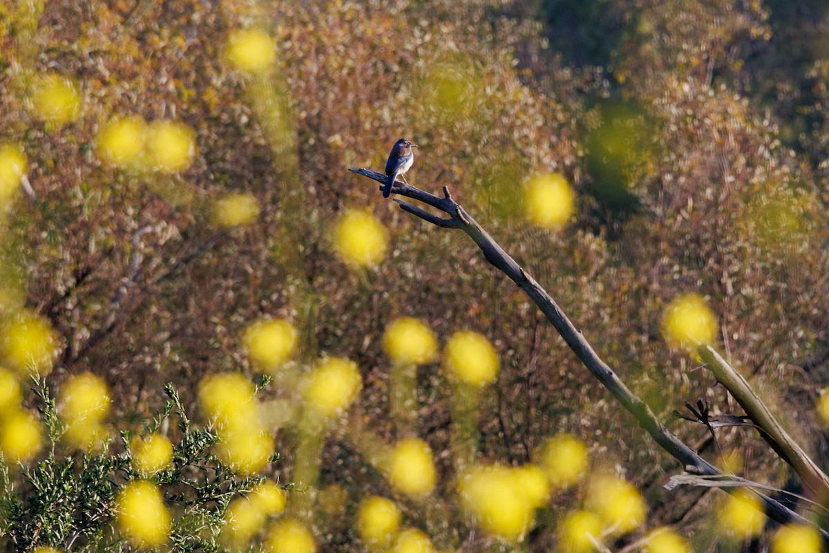 California Scrub-Jay - ML634774973