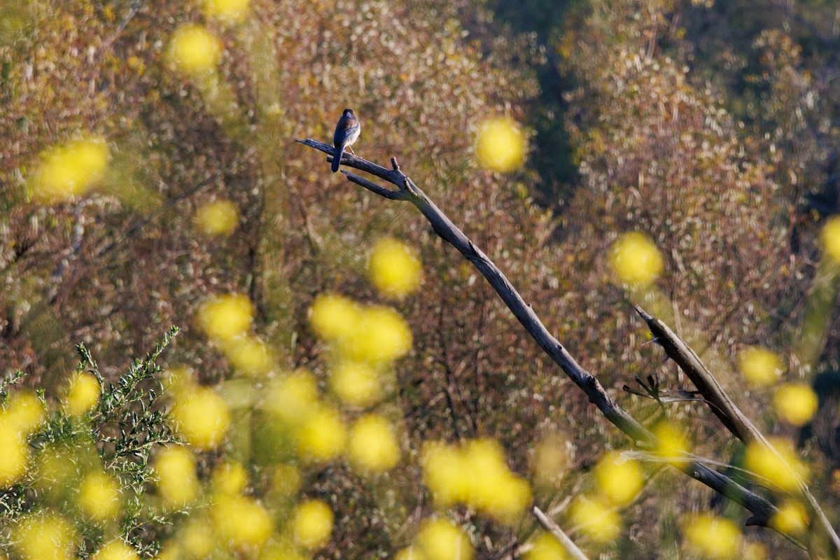 California Scrub-Jay - ML634774974