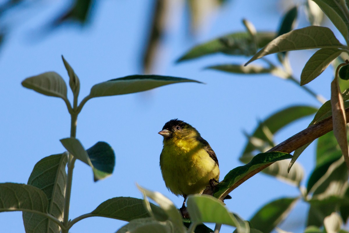 Lesser Goldfinch - ML634774976