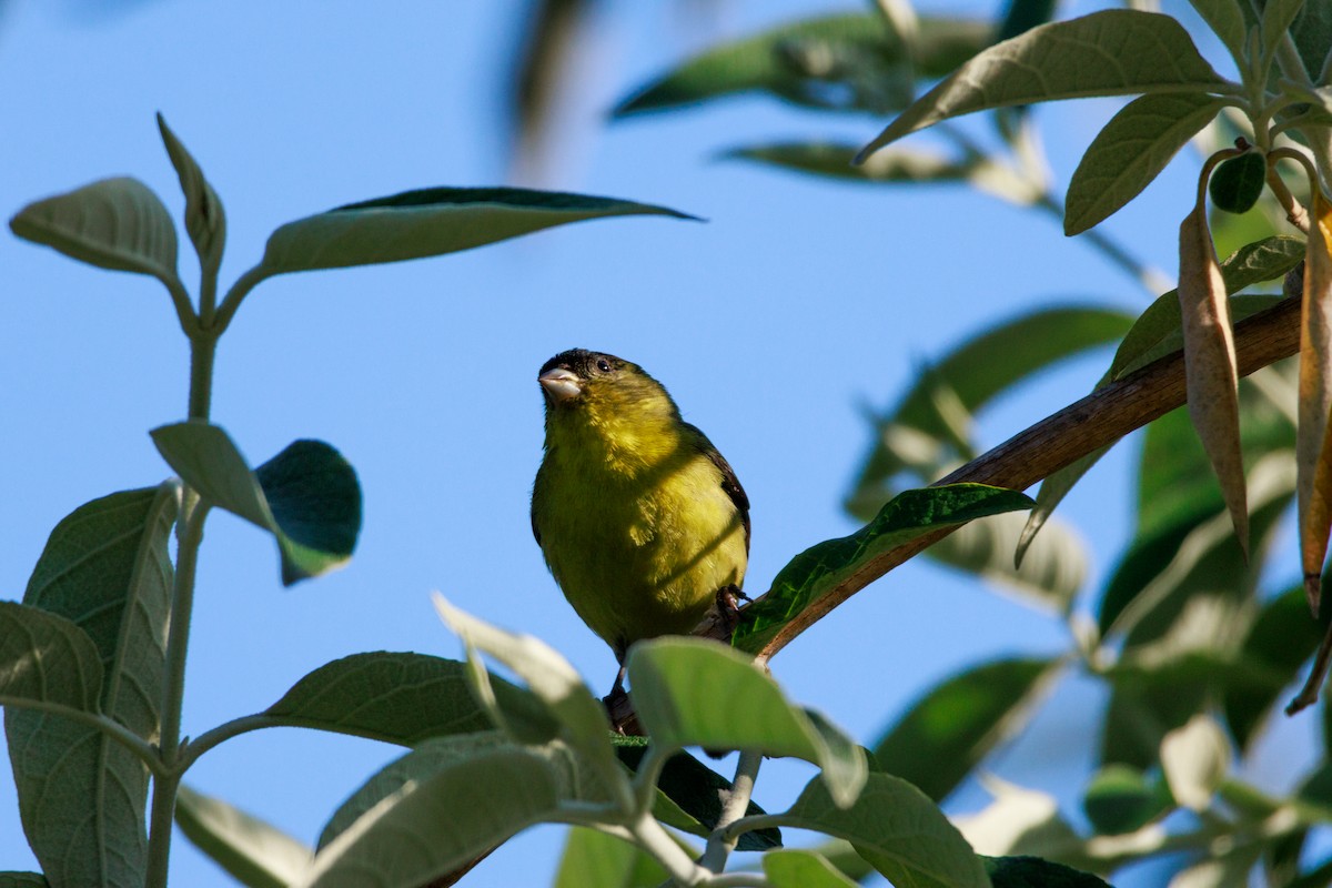 Lesser Goldfinch - ML634774977