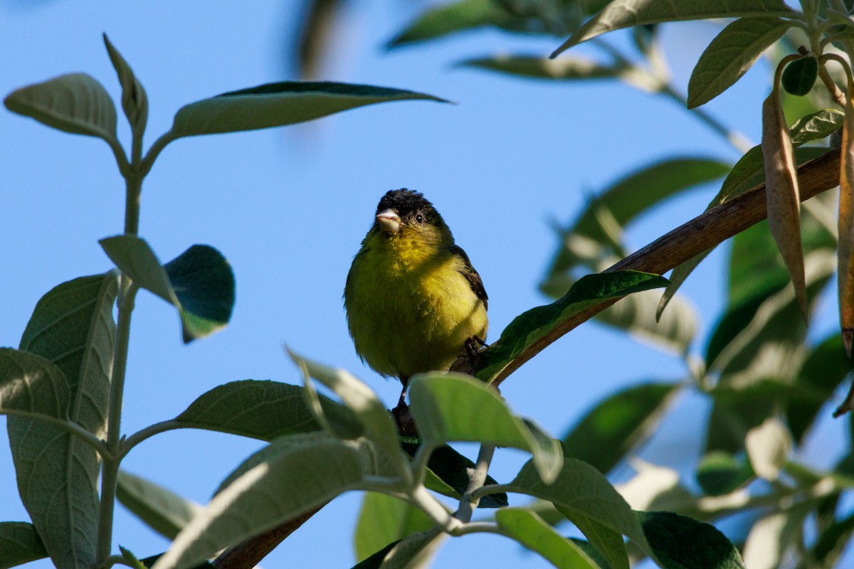 Lesser Goldfinch - ML634774978