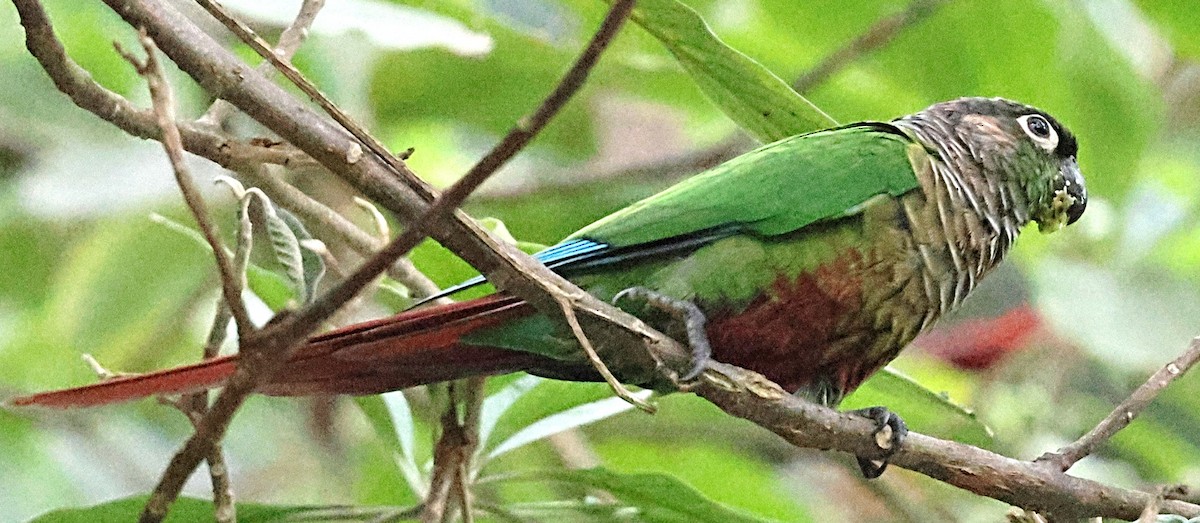 Green-cheeked Parakeet - ML634775009
